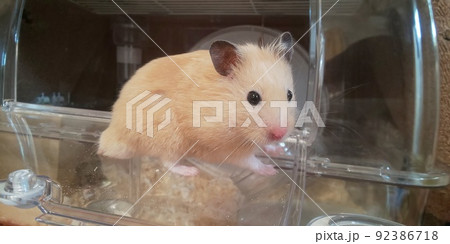 外を眺めるキンクマハムスター 92386718
