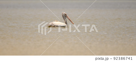 Isolated Spot-billed pelican swimming in the lake. Isolated Spot-billed pelican swimming in the lake. 92386741