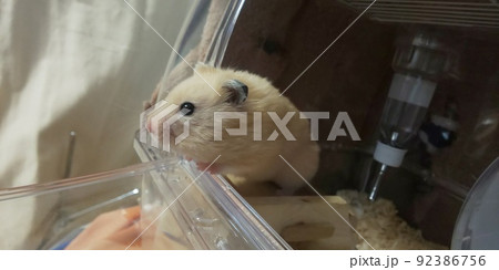 外を眺めるキンクマハムスター 外を眺めるキンクマハムスター 92386756