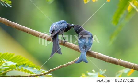 Fork-tailed drongo mother bird feeding its Juvenile drongo bird in a tree branch. 92387029