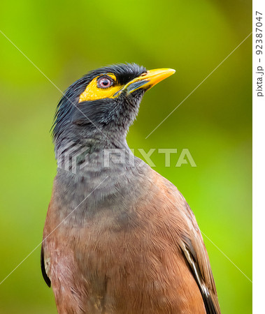 Beautiful myna bird close-up portraiture photograph. Beautiful myna bird close-up portraiture photograph. 92387047