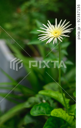Yellow Barberton daisy flower plant in the morning light photograph. 92387136