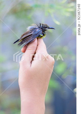 Human hand and the baby bird, the concept of caring for the animals. Human hand and the baby bird, the concept of caring for the animals. 92387140