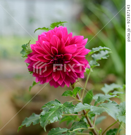 A beautiful Large Pink Dahlia flower close-up photograph. A beautiful Large Pink Dahlia flower close-up photograph. 92387143