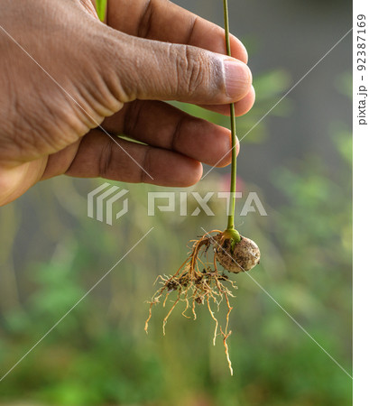 Male hand holding a Small sprout from a Rambutan seed. Male hand holding a Small sprout from a Rambutan seed. 92387169