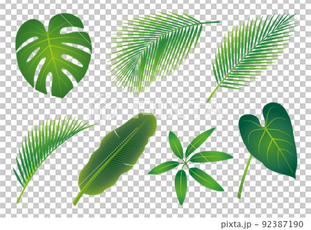 観葉植物　葉っぱ　葉　イラストセット 92387190