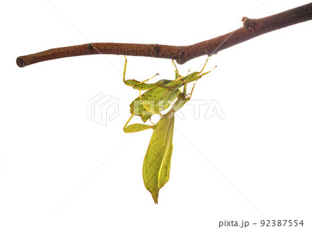 stick insect in studio stick insect in studio 92387554