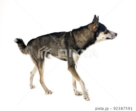 siberian husky in studio siberian husky in studio 92387591