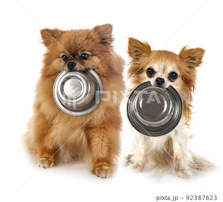 chihuahua and spitz  in studio 92387623