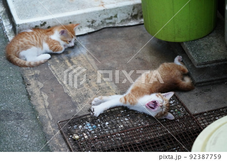 腹ペコの可愛い子猫達がお母さんに集まる 腹ペコの可愛い子猫達がお母さんに集まる 92387759