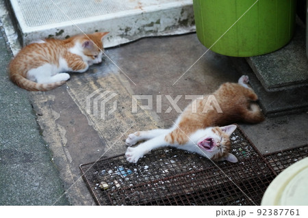 腹ペコの可愛い子猫達がお母さんに集まる 腹ペコの可愛い子猫達がお母さんに集まる 92387761