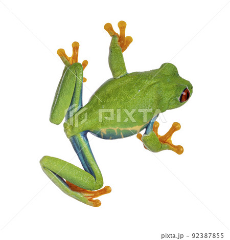 Red-eyed tree frog on white background Red-eyed tree frog on white background 92387855