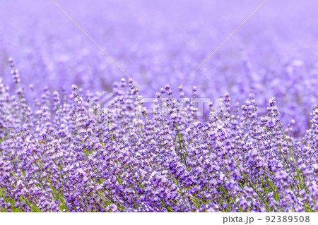 北海道南上富良野町、夏を彩る満開のラベンダー【7月】 92389508