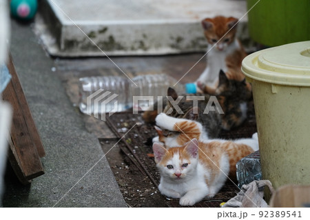 いっぱい遊んで腹ペコな可愛い子猫達がお母さんのオッパイに群がる いっぱい遊んで腹ペコな可愛い子猫達がお母さんのオッパイに群がる 92389541
