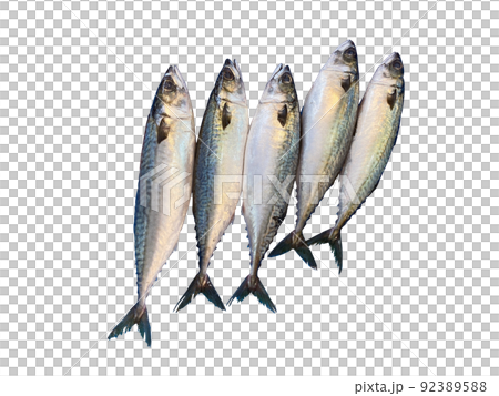 鯖魚, 活鯖魚, nuki 92389588