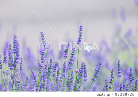 濃い紫色のラベンダー畑、ラベンダーとモンシロチョウ 濃い紫色のラベンダー畑、ラベンダーとモンシロチョウ 92389726