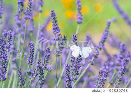 濃い紫色のラベンダー畑、ラベンダーとモンシロチョウ 92389748