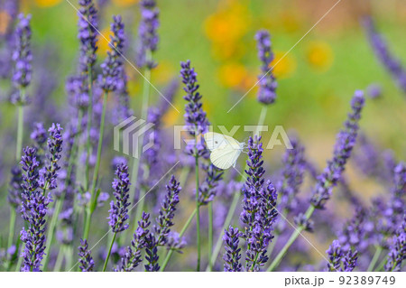 濃い紫色のラベンダー畑、ラベンダーとモンシロチョウ 92389749
