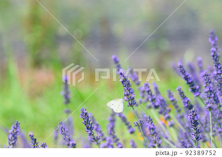 濃い紫色のラベンダー畑、ラベンダーとモンシロチョウ 濃い紫色のラベンダー畑、ラベンダーとモンシロチョウ 92389752