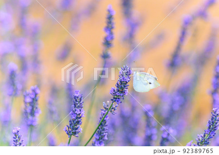 濃い紫色のラベンダー畑、ラベンダーとモンシロチョウ 92389765
