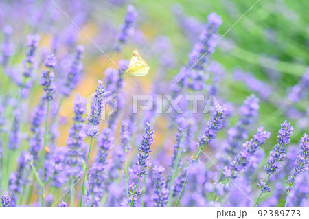 濃い紫色のラベンダー畑、ラベンダーとモンシロチョウ 92389773