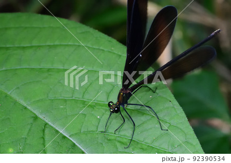 ハグロトンボのメス（埼玉県/7月） 92390534