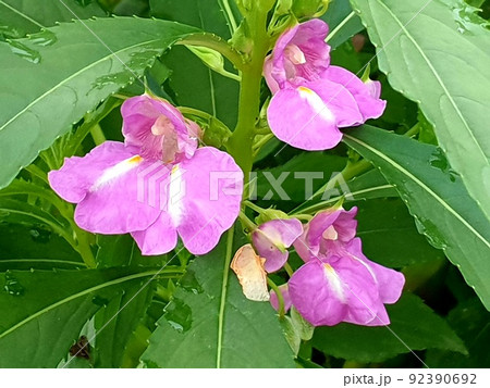 ピンク 春 花 92390692