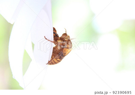 夏の風物詩、きれいな蝉（セミ）の抜け殻 92390695