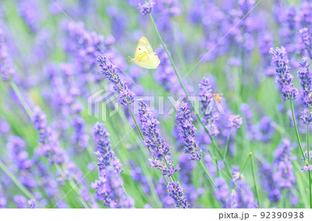 濃い紫色のラベンダー畑、ラベンダーとモンシロチョウ 濃い紫色のラベンダー畑、ラベンダーとモンシロチョウ 92390938
