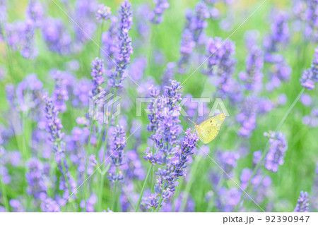 濃い紫色のラベンダー畑、ラベンダーとチョウ 92390947