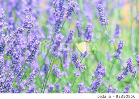 濃い紫色のラベンダー畑、ラベンダーとチョウ 92390956