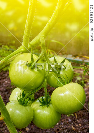 Bunch of green ripening tomatoes on a branch in sunlight in a greenhouse on a green background Bunch of green ripening tomatoes on a branch in sunlight in a greenhouse on a green background 92391421