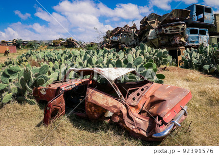 Green Cactuses on the Tank Graveyard in Asmara, Eritrea 92391576