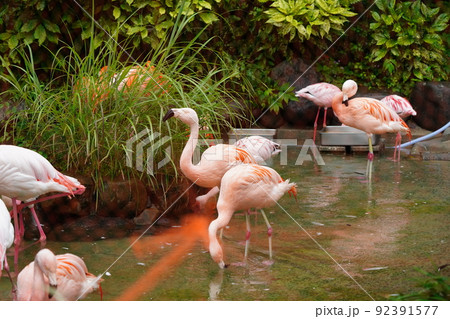 雨の動物園　鳥インフルエンザ対策防鳥ネット越しのフラミンゴ 92391577
