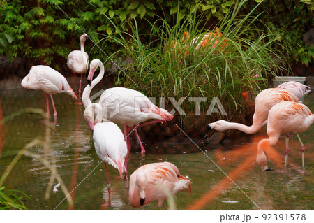 雨の動物園　鳥インフルエンザ対策防鳥ネット越しのフラミンゴ 92391578