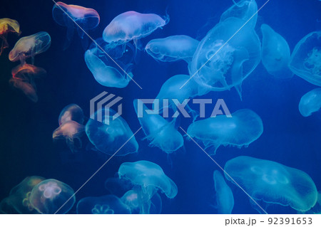 Closeup of Sea Moon jellyfish translucent blue light color and dark background.Aurelia aurita swimming underwater shots glowing 92391653