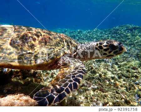青い海を泳ぐウミガメ 青い海を泳ぐウミガメ 92391758