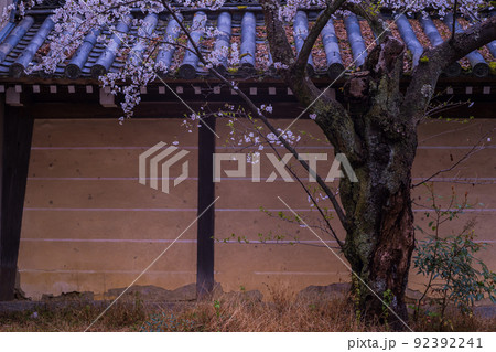 京都市北区紫野の今宮神社の桜を撮影 京都市北区紫野の今宮神社の桜を撮影 92392241