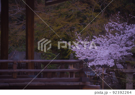 京都市北区紫野の今宮神社の桜を撮影 京都市北区紫野の今宮神社の桜を撮影 92392264