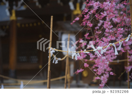 京都市北区紫野の今宮神社の桜を撮影 京都市北区紫野の今宮神社の桜を撮影 92392266