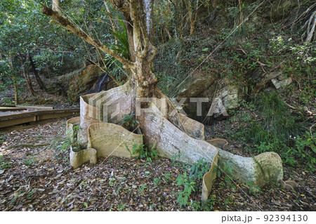 横から見たサキシマスオウノキ 92394130