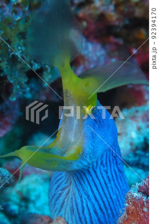 ハナヒゲウツボ　沖縄の海　水中写真 92394170