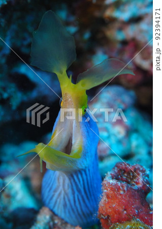 ハナヒゲウツボ 沖縄の海 水中写真 ハナヒゲウツボ 沖縄の海 水中写真 92394171
