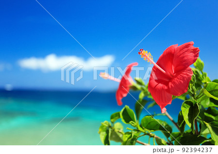 沖縄の青い海と青い空と真っ赤なハイビスカス 沖縄の青い海と青い空と真っ赤なハイビスカス 92394237