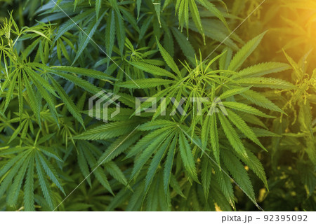 Green bushes of marijuana. Close up view of a young medical marijuana cannabis leaves. Green bushes of marijuana. Close up view of a young medical marijuana cannabis leaves. 92395092