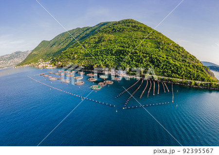 Oyster farm in the Mediterranean. Montenegro, Kotor 92395567