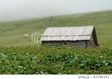 Farm with cows in the mountains, cows graze near the forest in the fields. 92396141