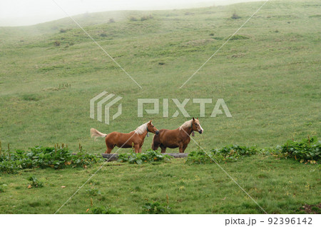 Domesticated mountain horses on farms in the mountains. 92396142