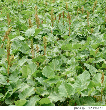 Horse sorrel Rumex confertus on a grassy background, a perennial uncultivated plant. 92396143