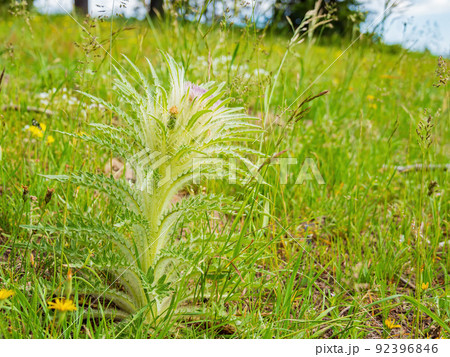 Sunny beautiful wild flower blossom in Yellowstone National Park 92396846